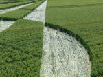 All Cannings, Wiltshire crop circle, aerial photo 9