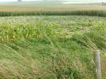 Avenue Stone Avenue (2), Wiltshire crop circle, aerial photo 32