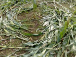 Avenue Stone Avenue (2), Wiltshire crop circle, aerial photo 29