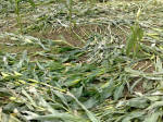 Avenue Stone Avenue (2), Wiltshire crop circle, aerial photo 28