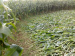 Avenue Stone Avenue (2), Wiltshire crop circle, aerial photo 25