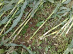 Avenue Stone Avenue (2), Wiltshire crop circle, aerial photo 30