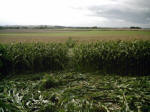 Avebury Down, Wiltshire crop circle, aerial photo 26