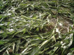 Avebury Down, Wiltshire crop circle, aerial photo 28