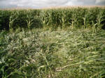 Avebury Down, Wiltshire crop circle, aerial photo 34