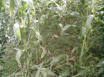 Avebury Down, Wiltshire crop circle, aerial photo 38