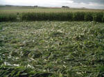Avebury Down, Wiltshire crop circle, aerial photo 47