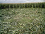 Avebury Down, Wiltshire crop circle, aerial photo 45