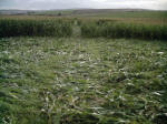 Avebury Down, Wiltshire crop circle, aerial photo 39