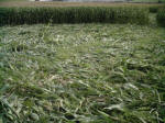 Avebury Down, Wiltshire crop circle, aerial photo 43