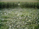 Avebury Down, Wiltshire crop circle, aerial photo 42