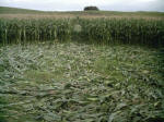 Avebury Down, Wiltshire crop circle, aerial photo 23