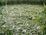 Avebury Down, Wiltshire crop circle, aerial photo 36
