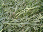 Avebury Down, Wiltshire crop circle, aerial photo 30