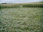Avebury Down, Wiltshire crop circle, aerial photo 27