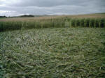 Avebury Down, Wiltshire crop circle, aerial photo 20