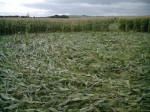 Avebury Down, Wiltshire crop circle, aerial photo 25