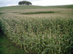 Avebury Down, Wiltshire crop circle, aerial photo 19