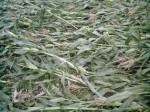 Avebury Down, Wiltshire crop circle, aerial photo 18