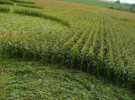 Avebury Down, Wiltshire crop circle, aerial photo 63
