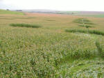 Avebury Down, Wiltshire crop circle, aerial photo 65