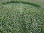 Avebury Down, Wiltshire crop circle, aerial photo 62