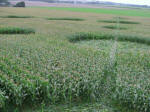Avebury Down, Wiltshire crop circle, aerial photo 57