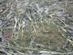 Avebury Down, Wiltshire crop circle, aerial photo 56