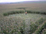 Avebury Down, Wiltshire crop circle, aerial photo 52