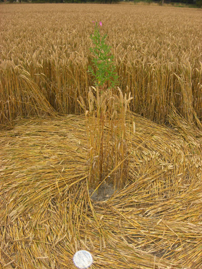 Avebury Manor (2), Wiltshire crop circle, aerial photo 31