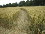 Avebury Manor (2), Wiltshire crop circle, aerial photo 15