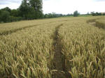 Avebury Manor (2), Wiltshire crop circle, aerial photo 10