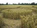 Avebury Manor (2), Wiltshire crop circle, aerial photo 14