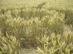 Avebury Manor (2), Wiltshire crop circle, aerial photo 12