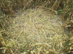 Avebury Manor (2), Wiltshire crop circle, aerial photo 16