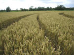 Avebury Manor (2), Wiltshire crop circle, aerial photo 11