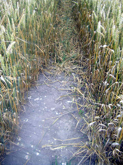 Avebury Manor, Wiltshire crop circle, aerial photo 28