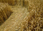 Avebury Manor, Wiltshire crop circle, aerial photo 12