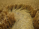 Avebury Manor, Wiltshire crop circle, aerial photo 14