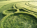 Barbury Castle, Wiltshire crop circle, aerial photo 11