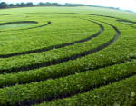 Barbury Castle, Wiltshire crop circle, aerial photo 32