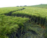Barbury Castle, Wiltshire crop circle, aerial photo 34