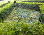 Barbury Castle, Wiltshire crop circle, aerial photo 38