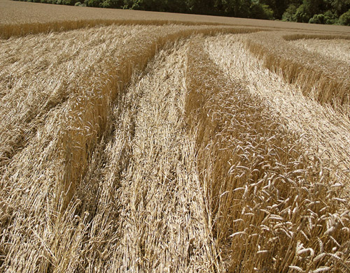 Barton Le Clay, Bedfordshire crop circle, aerial photo 14