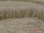 Barton Le Clay, Bedfordshire crop circle, aerial photo 35