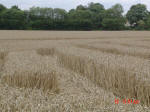 Barton Le Clay, Bedfordshire crop circle, aerial photo 31