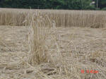 Barton Le Clay, Bedfordshire crop circle, aerial photo 28