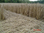 Barton Le Clay, Bedfordshire crop circle, aerial photo 33