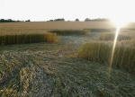 Beckhampton, Wiltshire crop circle, aerial photo 33
