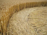 Beckhampton, Wiltshire crop circle, aerial photo 19